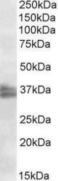 Anti-FRG1 antibody produced in goat affinity isolated antibody, buffered aqueous solution