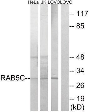 Anti-RAB5C antibody produced in rabbit affinity isolated antibody