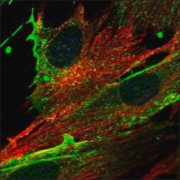 Anti-ISLR antibody produced in rabbit Prestige Antibodies&#174; Powered by Atlas Antibodies, affinity isolated antibody