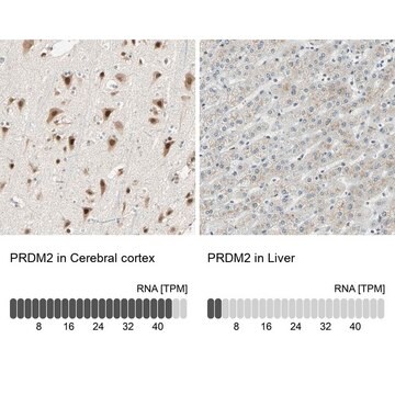 Anti-PRDM2 antibody produced in rabbit Prestige Antibodies&#174; Powered by Atlas Antibodies, affinity isolated antibody, buffered aqueous glycerol solution