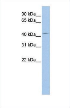 Anti-ATG4A antibody produced in rabbit affinity isolated antibody