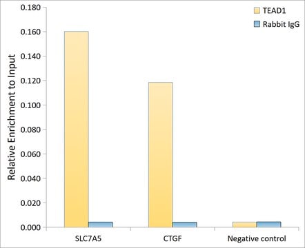 Anti-TEAD1 Antibody, clone 2E7N10, Rabbit Monoclonal