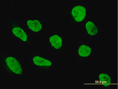 Anti-KHDRBS1 antibody produced in mouse purified immunoglobulin, buffered aqueous solution