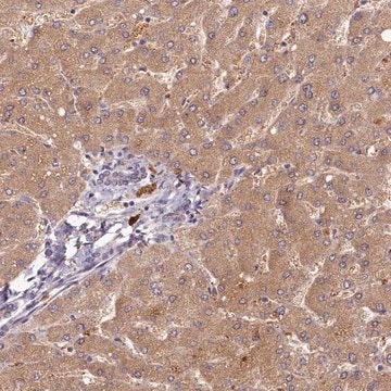 Anti-HERC3 antibody produced in rabbit Prestige Antibodies&#174; Powered by Atlas Antibodies, affinity isolated antibody, buffered aqueous glycerol solution