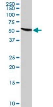 Anti-GC antibody produced in rabbit purified immunoglobulin, buffered aqueous solution