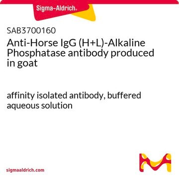 Anti-Horse IgG (H+L)-Alkaline Phosphatase antibody produced in goat affinity isolated antibody, buffered aqueous solution