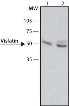 Anti-Visfatin (C-terminal) antibody produced in rabbit ~1.5&#160;mg/mL, affinity isolated antibody, buffered aqueous solution