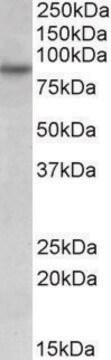 Anti-RUFY1 antibody produced in goat affinity isolated antibody, buffered aqueous solution