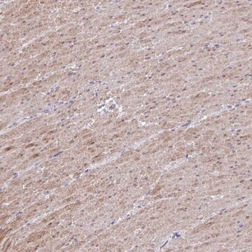 Anti-MYL9 antibody produced in rabbit Prestige Antibodies&#174; Powered by Atlas Antibodies, affinity isolated antibody, buffered aqueous glycerol solution