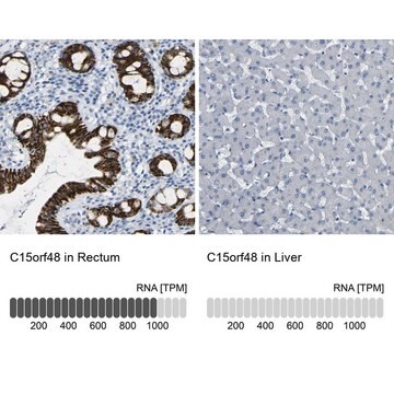 Anti-C15orf48 antibody produced in rabbit Prestige Antibodies&#174; Powered by Atlas Antibodies, affinity isolated antibody, buffered aqueous glycerol solution