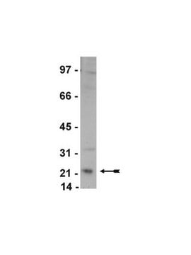 Anti-Rab4 Antibody Upstate&#174;, from rabbit