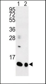 ANTI-SPRR1B (C-TERM) antibody produced in rabbit IgG fraction of antiserum, buffered aqueous solution