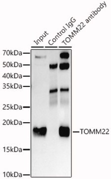 Anti-TOMM22 Antibody, clone 6R1L7, Rabbit Monoclonal