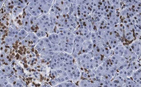 Anti-ISL-1 Antibody, clone 1B11 ZooMAb&#174; Rabbit Monoclonal recombinant, expressed in HEK 293 cells