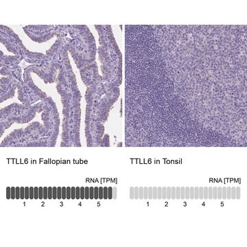 Anti-TTLL6 antibody produced in rabbit Prestige Antibodies&#174; Powered by Atlas Antibodies, affinity isolated antibody, buffered aqueous glycerol solution