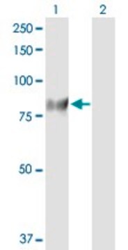 Anti-GUCY1A3 antibody produced in rabbit purified immunoglobulin, buffered aqueous solution