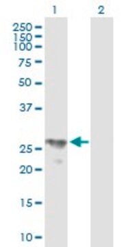 Anti-BPHL antibody produced in mouse IgG fraction of antiserum, buffered aqueous solution