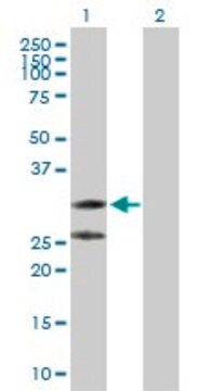 Anti-C1QTNF2 antibody produced in rabbit purified immunoglobulin, buffered aqueous solution