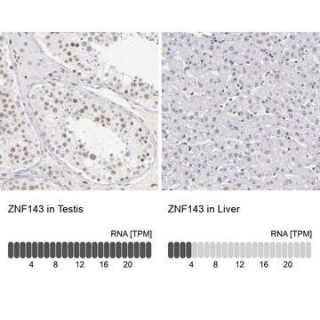 Anti-ZNF143 antibody produced in rabbit Prestige Antibodies&#174; Powered by Atlas Antibodies, affinity isolated antibody, buffered aqueous glycerol solution