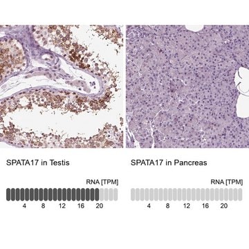 Anti-SPATA17 antibody produced in rabbit Prestige Antibodies&#174; Powered by Atlas Antibodies, affinity isolated antibody, buffered aqueous glycerol solution