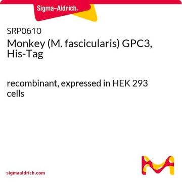 Monkey (M. fascicularis) GPC3, His-Tag recombinant, expressed in HEK 293 cells