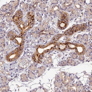 Anti-FNIP2 antibody produced in rabbit Prestige Antibodies&#174; Powered by Atlas Antibodies, affinity isolated antibody, buffered aqueous glycerol solution