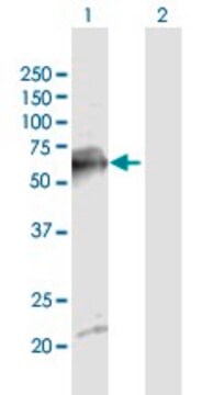 Anti-SDPR antibody produced in mouse purified immunoglobulin, buffered aqueous solution