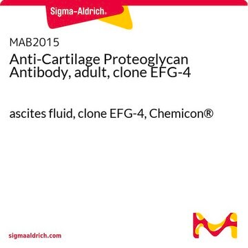 Anti-Knorpel-Proteoglykan-Antikörper, von Erwachsenem, Klon&nbsp;EFG-4 ascites fluid, clone EFG-4, Chemicon&#174;