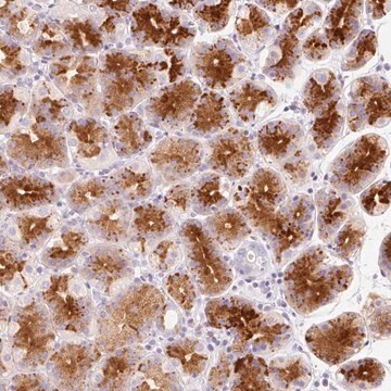 Anti-LINGO3 antibody produced in rabbit Prestige Antibodies&#174; Powered by Atlas Antibodies, affinity isolated antibody, buffered aqueous glycerol solution