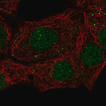 Anti-EAF1 antibody produced in rabbit Prestige Antibodies&#174; Powered by Atlas Antibodies, affinity isolated antibody