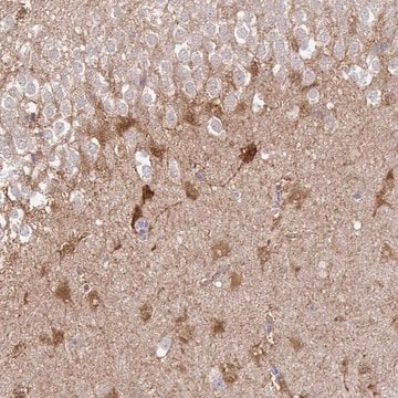 Anti-SHISA4 antibody produced in rabbit Prestige Antibodies&#174; Powered by Atlas Antibodies, affinity isolated antibody, buffered aqueous glycerol solution