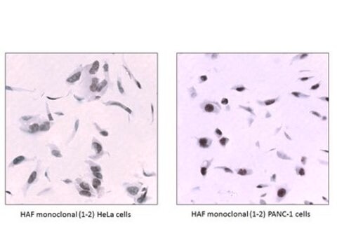 Anti-HAF/SART1 Antibody, clone 1-2 clone 1-2, from mouse