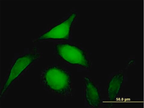 Anti-PSMD14 antibody produced in mouse purified immunoglobulin, buffered aqueous solution