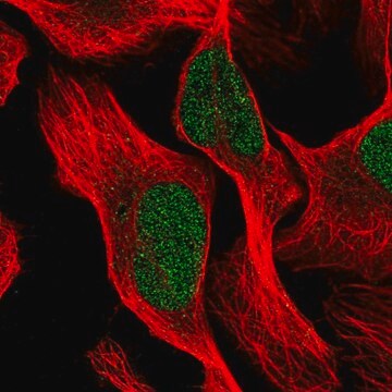 Anti-PTBP3 antibody produced in rabbit Prestige Antibodies&#174; Powered by Atlas Antibodies, affinity isolated antibody