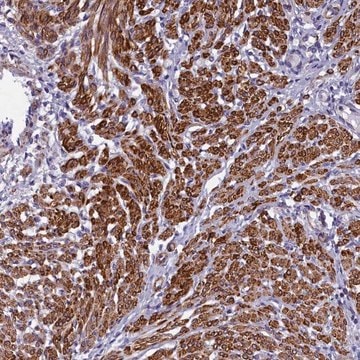 Anti-BCL2L13 antibody produced in rabbit Prestige Antibodies&#174; Powered by Atlas Antibodies, affinity isolated antibody, buffered aqueous glycerol solution