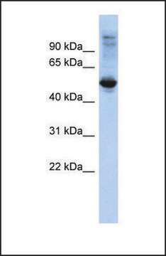 Anti-FBXL16 antibody produced in rabbit affinity isolated antibody