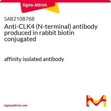 Anti-CLK4 (N-terminal) antibody produced in rabbit biotin conjugated affinity isolated antibody