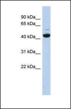 Anti-ATP6V1C1, (N-terminal) antibody produced in rabbit affinity isolated antibody