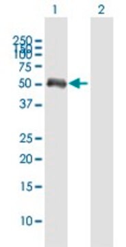 Anti-FCHSD1 antibody produced in mouse purified immunoglobulin, buffered aqueous solution