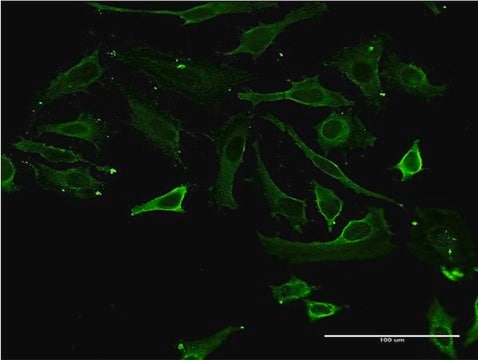 Monoclonal Anti-TSSK3 antibody produced in mouse clone 3F9, purified immunoglobulin, buffered aqueous solution