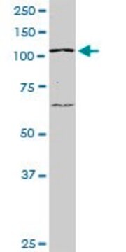 ANTI-PTK2 antibody produced in mouse clone 1D7, purified immunoglobulin, buffered aqueous solution