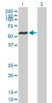 Anti-FBXL17 antibody produced in mouse purified immunoglobulin, buffered aqueous solution