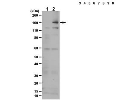 Anti-phospho-IRS1 Antibody (Tyr941) from rabbit, purified by affinity chromatography