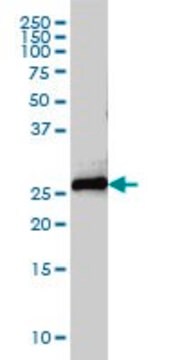 Monoclonal Anti-STX8 antibody produced in mouse clone 2H1-1D11, purified immunoglobulin, buffered aqueous solution