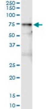 Monoclonal Anti-VNN1 antibody produced in mouse clone 2B10, purified immunoglobulin, buffered aqueous solution