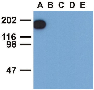 Monoclonal Anti-EGFR (PhosphoTyr1173) antibody produced in mouse clone EM-13