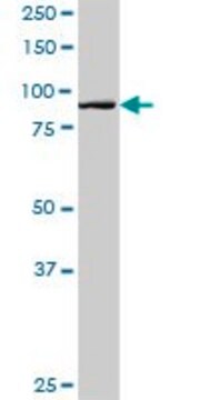 Anti-HOOK1 antibody produced in rabbit purified immunoglobulin, buffered aqueous solution