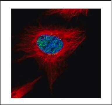 Anti-POLR3A antibody produced in rabbit