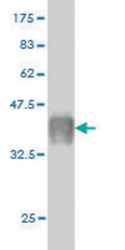 Monoclonal Anti-CAPS antibody produced in mouse clone 4C6, purified immunoglobulin, buffered aqueous solution