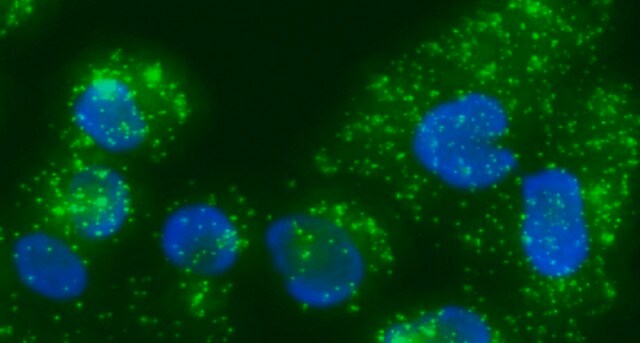 Duolink&#174; In Situ Detection Reagents Green